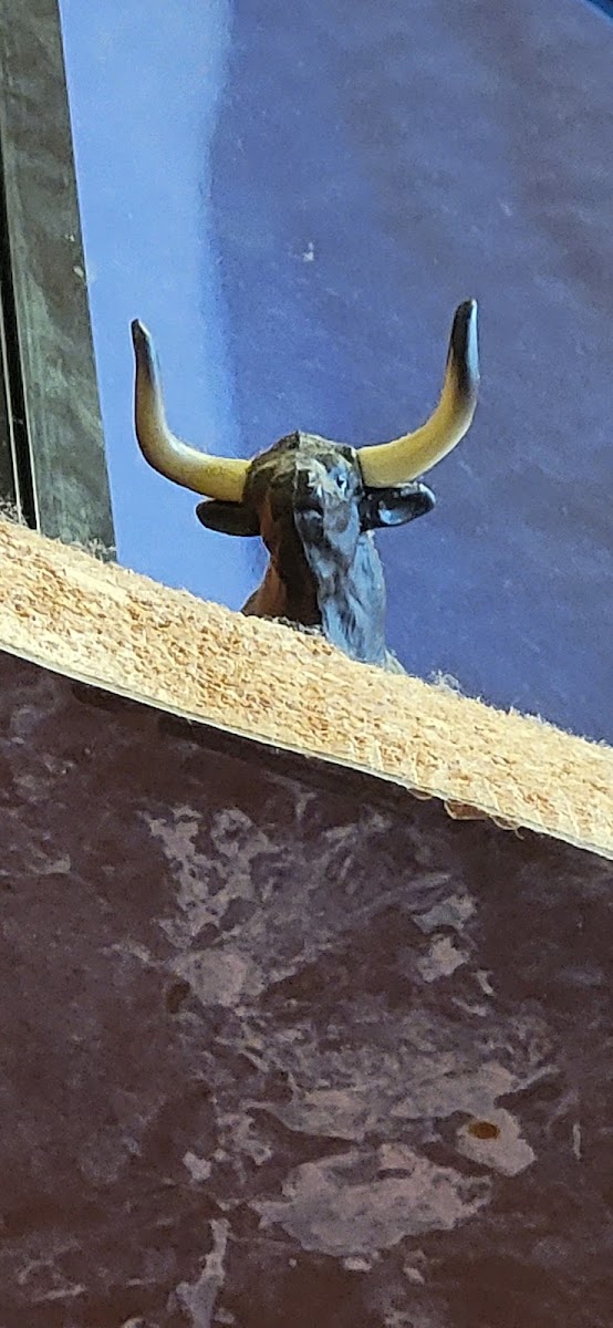Tortas El Toro - Photo 6