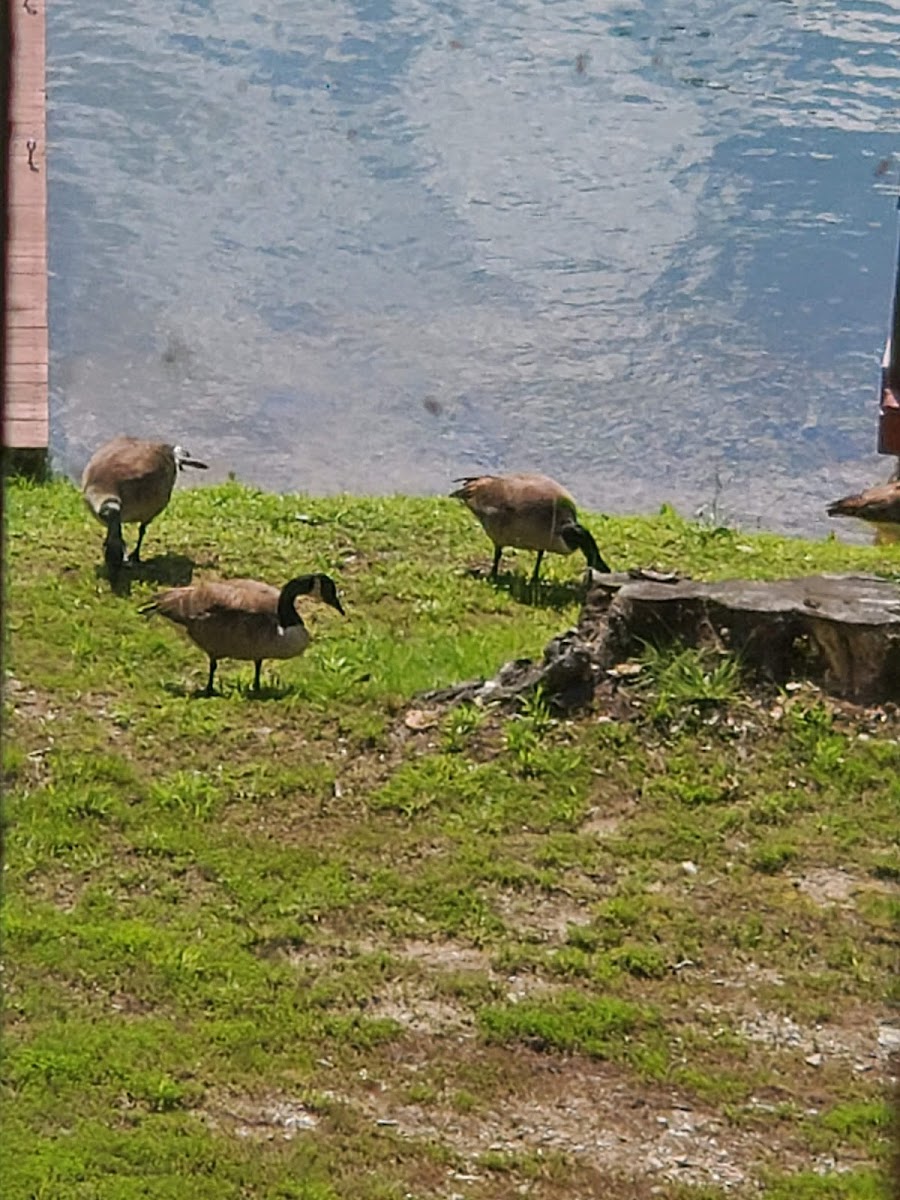 Waypoint Cafe & Marina - Photo 5