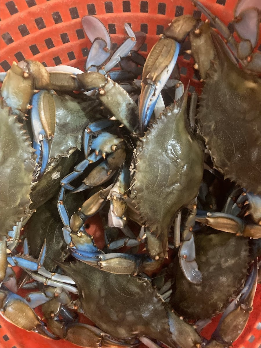Cole's Seafood House & Deli - Photo 7