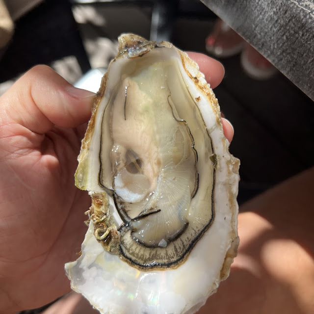 Oysters