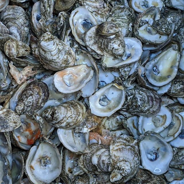 Oyster