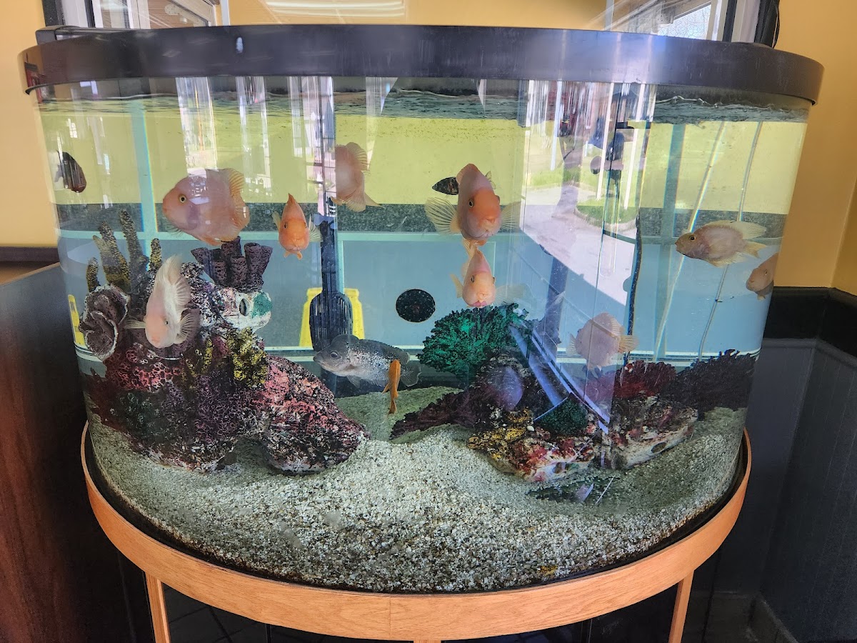 Ellis Seafood - Photo 9