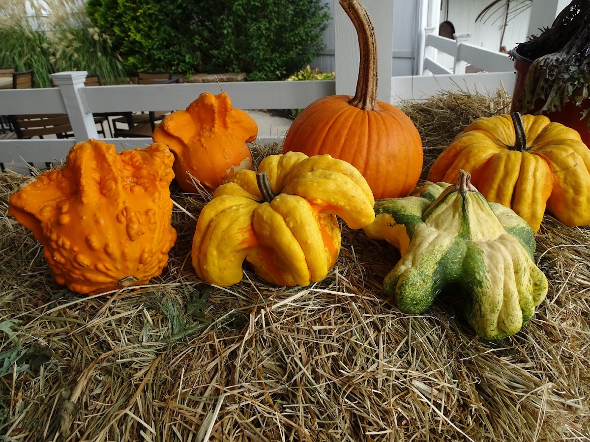 Bob Evans Farm Restaurant Museum - Photo 1