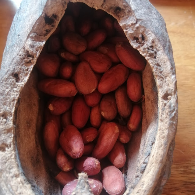 Este Es El Cacao