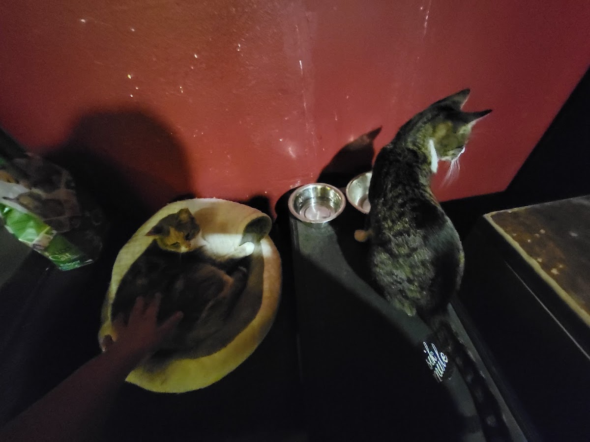 The Continental Club - Photo 5