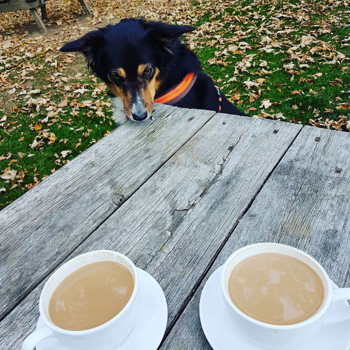 The Pavilion Cafe - Cawthorne - Photo 6